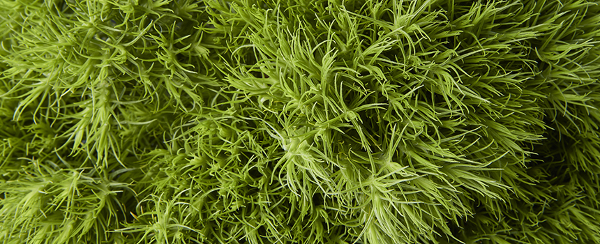 Green grass